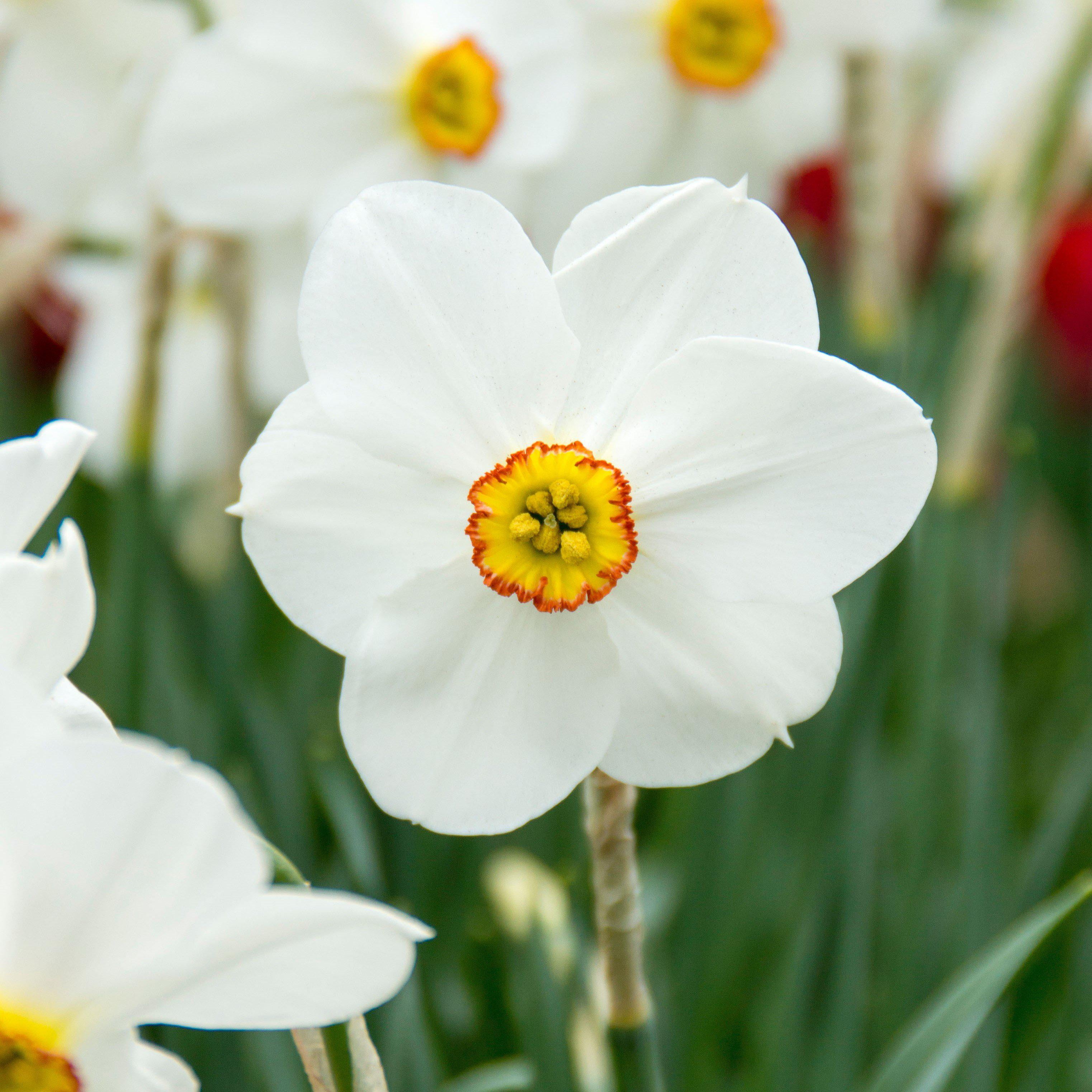 The Poet's Daffodil Actaea, Narcissus