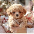thumbnail image 4 of 2025 New Robot Dog for Adults, AI Robotic Dog, Nicoo - My Realistic Robot Puppy That Acts Like a Real Puppy - Walking, Barking, Tail Wagging, 4 of 5
