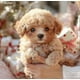 thumbnail image 4 of 2025 New Robot Dog for Adults, AI Robotic Dog, Nicoo - My Realistic Robot Puppy That Acts Like a Real Puppy - Walking, Barking, Tail Wagging, 4 of 5