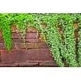 thumbnail image 2 of CZ Grain Emerald Falls 10 Dichondra Plant Seeds, Stunning Weeping Plant, 2 of 4