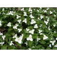 thumbnail image 2 of White Wake Robin - 3 Top Size Bulbs (Pips) - Trillium grandiflorum, 2 of 2