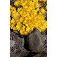 thumbnail image 2 of 100 Gelato YELLOW ICE PLANT Mesembryanthemum Daisy Livingstone Succulent Flower Seeds, 2 of 4