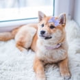 thumbnail image 2 of 8 lazos para perros, bonitos lazos para el pelo de cachorro con pinzas, lazos pequeños, pinzas para el pelo de niña, accesorios para el cuidado del pelo de cachorros para perros medianos y grandes, 2 of 8