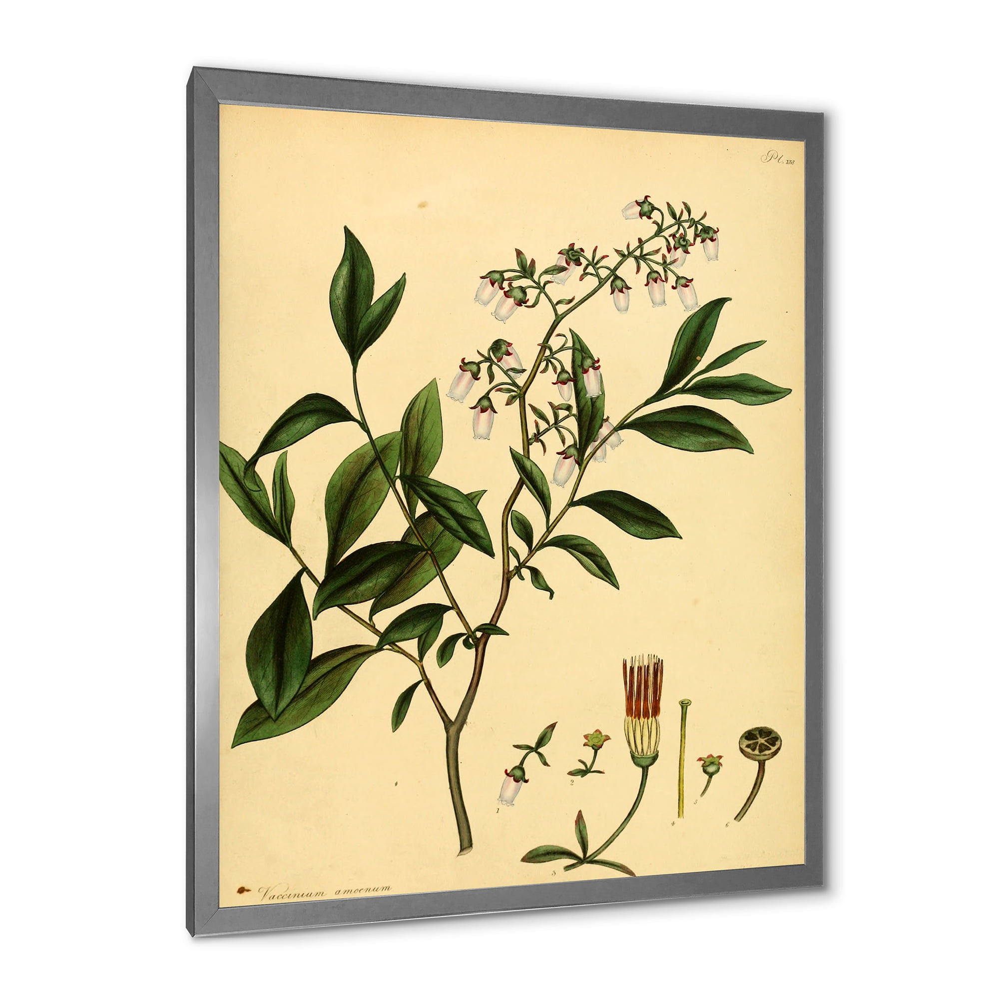 Designart 'Ancient Plant Life V' Traditional Framed Art Print