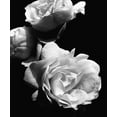thumbnail image 2 of Navas, Emily 26x30 White Modern Wood Framed Museum Art Print Titled - Dramatic Love Blooms II, 2 of 4