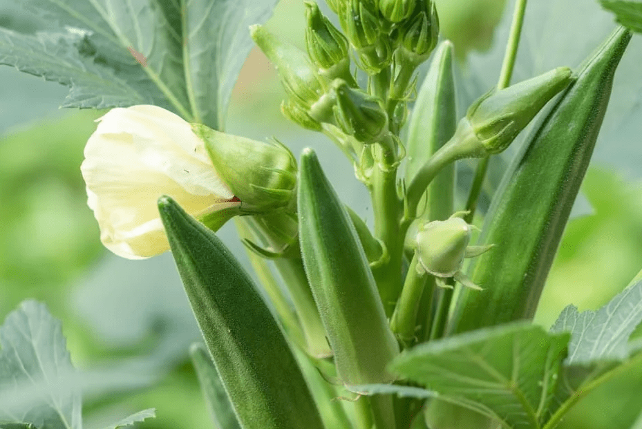 Set of 2 Green Okra Live Plants in 4 Inch Pots, 4-6 Inch Tall Vegetable Starter Plants for Indoor Outdoor Garden Planting