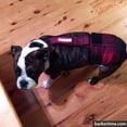 thumbnail image 3 of Barkertime Red Plaid Premium Waterproof Escape-Proof Washable Dog Diaper Overall - Made in USA, 3 of 11