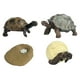 thumbnail image 4 of Juguetes de Tortuga de Ciclo de Vida Strade Fareast Limited Accesorios Educativos para Edades de 3 a 6 Años, 4 of 8
