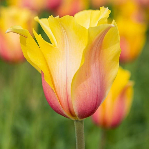TASC Flower Bulbs- Tulipa Simple tardive Blushing Lady (20 Bulbs)