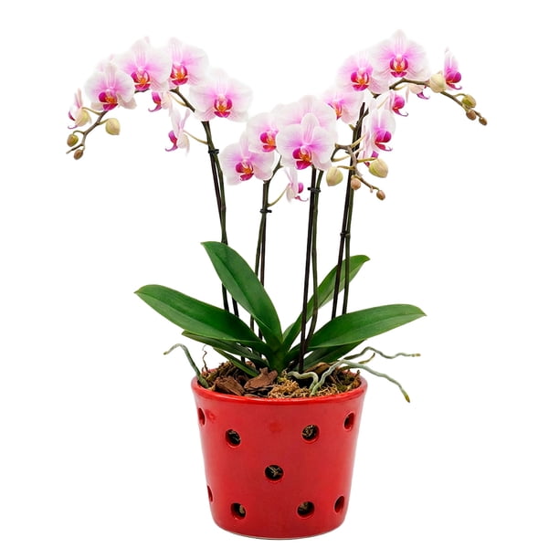Maceta De Cerámica Esmaltada Para Orquídea Roja
