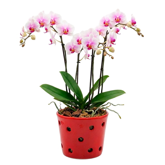 Maceta De Cerámica Esmaltada Para Orquídea Roja