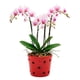 thumbnail image 1 of Maceta De Cerámica Esmaltada Para Orquídea Roja, 1 of 6