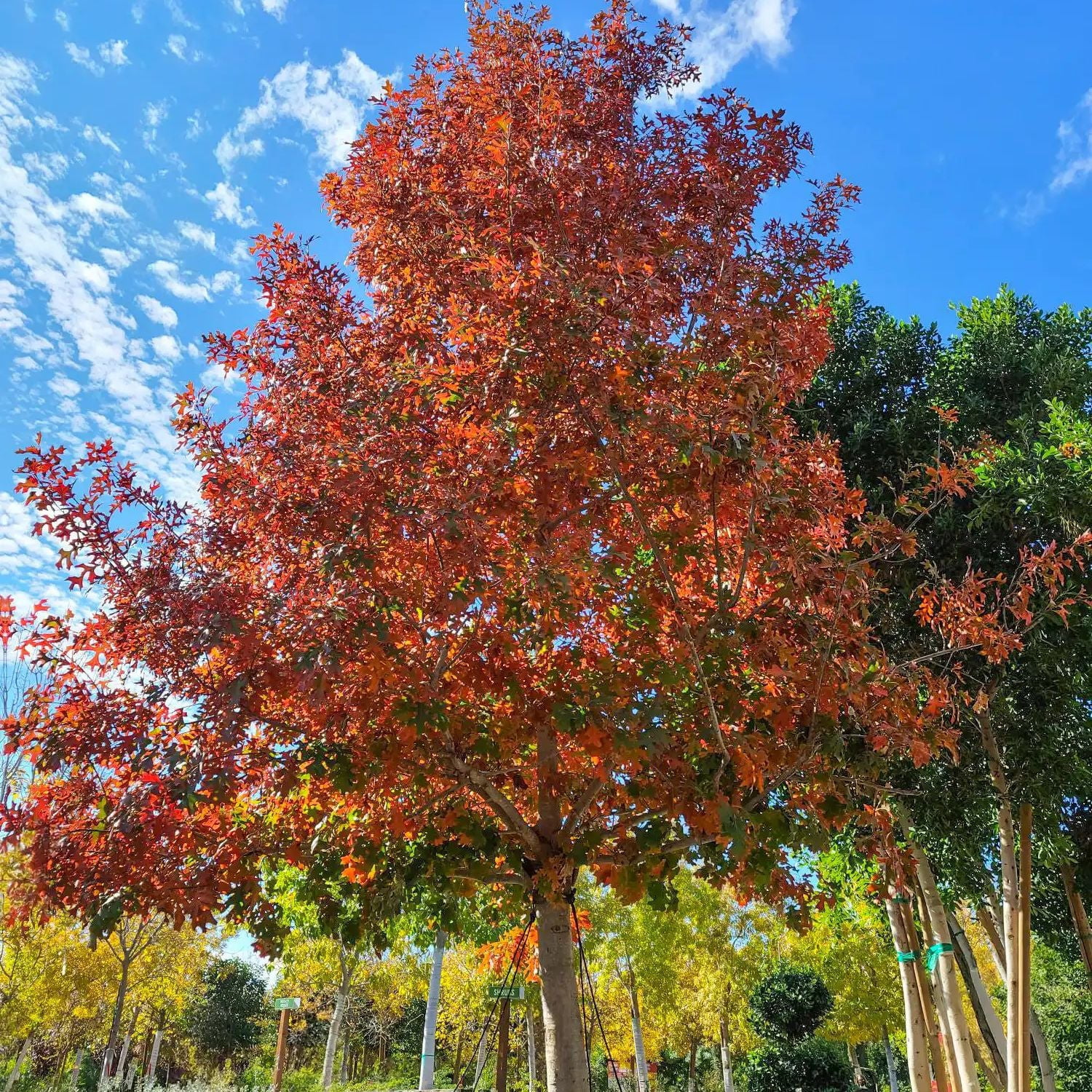 Expert Gardener 3-4 ft. tall Shumard Oak Live Tree in 7- Gallon Grower Pot
