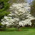thumbnail image 4 of Flowering Dogwood Tree 'White Flowering Dogwood', 4 of 7