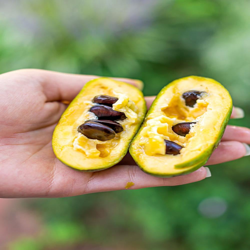 Expert Gardener 1-1.5 ft tall Paw Paw Live Tree in 1-Gallon Grower Pot