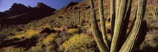 Organ Pipe Cacti (s