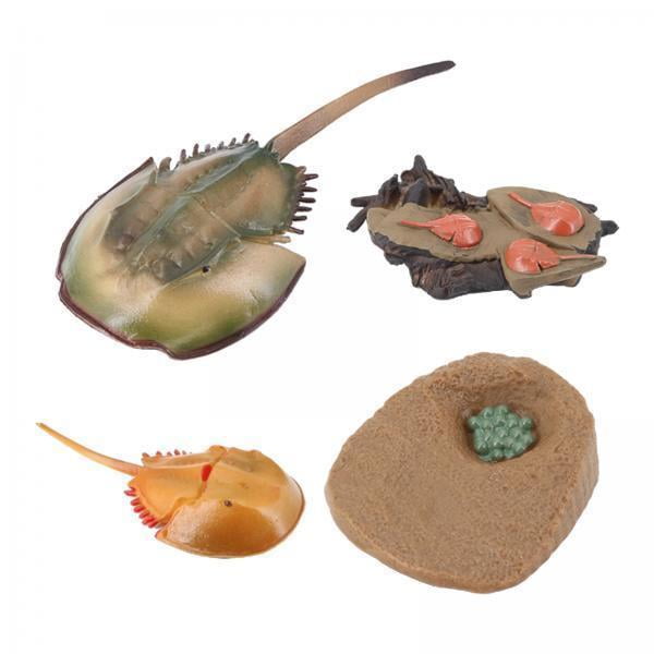 2x de de Cangrejo de , Modelo , Juguete Conoscitivo Educativo Yotijar Juego de crecimiento de insectos para niños