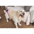 thumbnail image 2 of Washable Wonders™ Dog Diapers (Female), 2 of 4