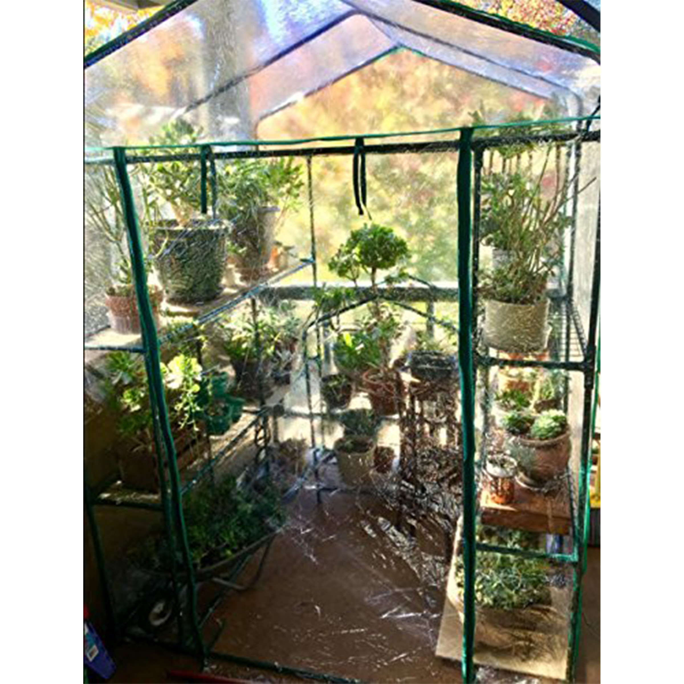 Home-Complete Walk-In Greenhouse with Shelves and Clear PVC Cover 