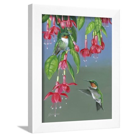 Hummers and Fuchsia Framed Print Wall Art By Fred Szatkowski
