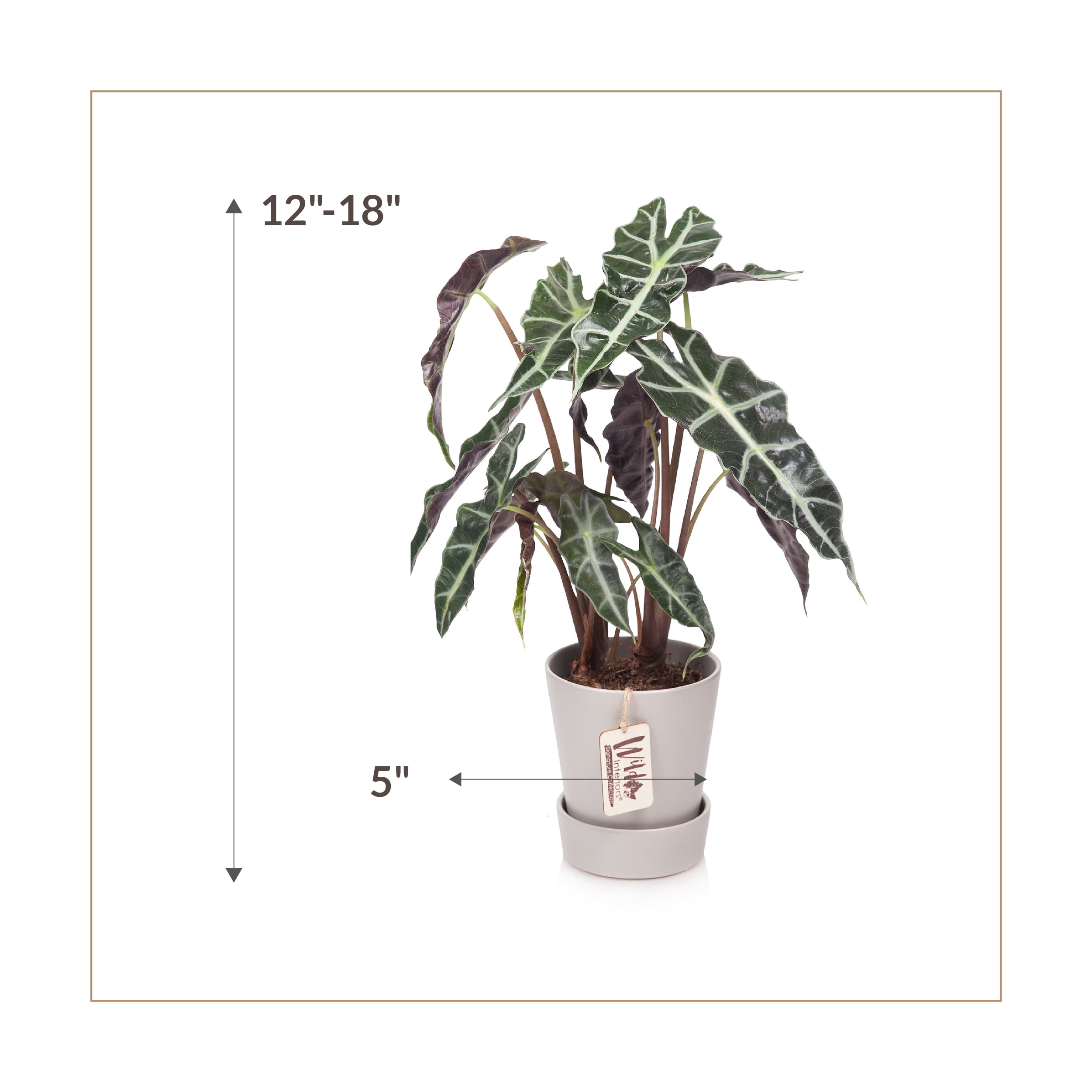 Wild Interiors Alocasia Polly Plant, 12-18” Tall, 5” Ceramic Pot