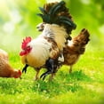 thumbnail image 4 of Arms Funny Chicken Arms Pollos Gag Regalo Disfraz De Pollo Cateissary HA040505-01, 4 of 6