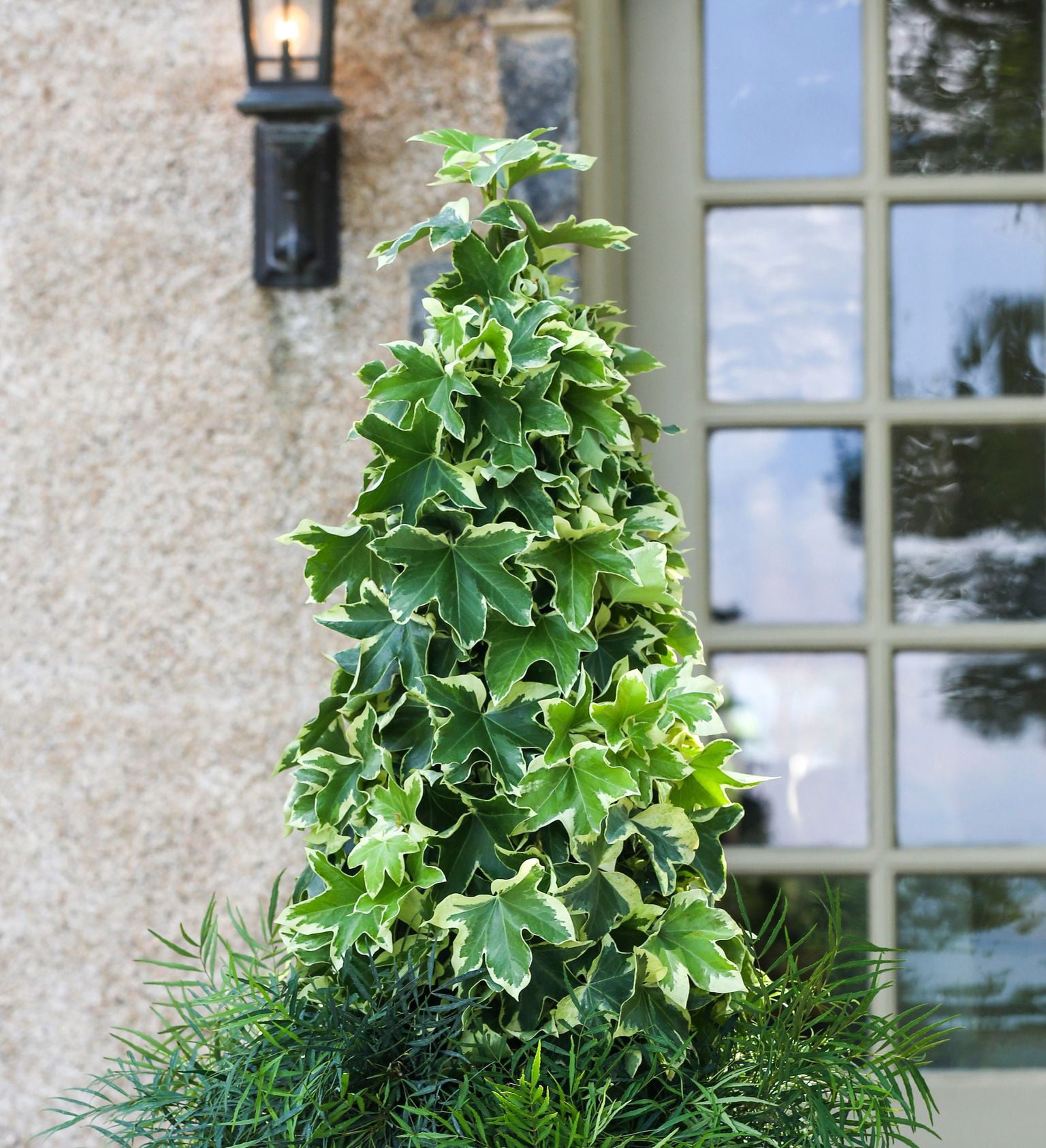 Southern Living Angyo Star Fatshedera (Hybrid of Fatsia japonica and English Ivy) - 3 Gallon