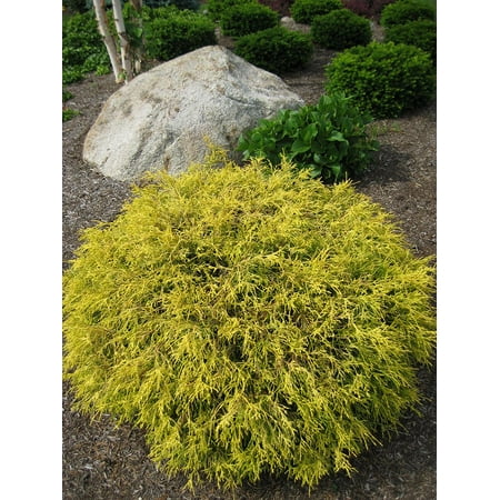Golden Mop False Cypress -Chamaecyparis- Outside/Bonsai - 4 Gold Mop Cypress