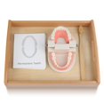 thumbnail image 1 of Cepillo de dientes modelo MEROCO Montessori Practical Life para niños, 1 of 8