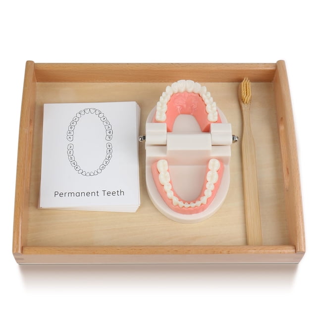 Cepillo de dientes modelo MEROCO Montessori Practical Life para niños