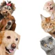 thumbnail image 4 of 2 pegatinas de pared de perros y gatos, pegatinas de puerta de arte DIY, murales de animales, ventanas, tiendas de cocina, amantes de las mascotas, regalos para el hogar, 4 of 5