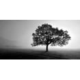 thumbnail image 2 of PhotoINC Studio 32x18 White Modern Wood Framed Museum Art Print Titled - Tree in Mist, 2 of 4