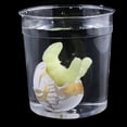 thumbnail image 2 of Fantastic Large-sized Dinosaur Eggs Dino Hatching Growing Gift, 2 of 9