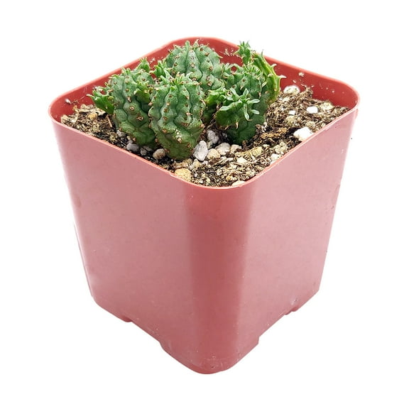 Euphorbia Monstrose Cactus (2"  Plastic Pot) - Rare Cactus - Unique Shaped Cactus