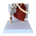 thumbnail image 1 of Shoulder Joint Model - Human Shoulder Joint With Muscle Anatomy Model, 1 of 4