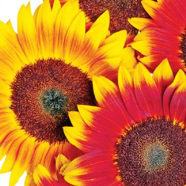 Ferry-Morse 700MG Sunflower Orange Mahogany Bi Color Annual Flower