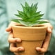 thumbnail image 5 of 8 piezas de cabezas de flores de suculentas de simulación, grandes, espinosas, pequeñas, aloe, suministros creativos de bricolaje, plantas verdes artificiales, 5 of 6