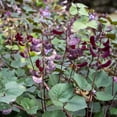 thumbnail image 2 of Plant Good Seed Organic Ruby Moon Hyacinth Bean Seed for Planting: Purple Pods, Flower Vine - 12 Seed Packet, 2 of 5