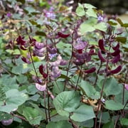 Plant Good Seed Organic Ruby Moon Hyacinth Bean Seed for Planting: Purple Pods, Flower Vine - 12 Seed Packet