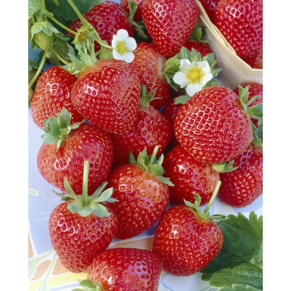 Graines de fraises Tasc – Graines de plante fruitière vivace à fructification continue Ozark Beauty