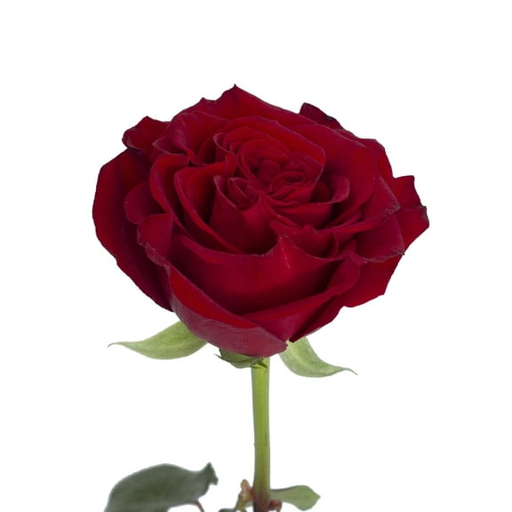 Bloomingmore Fresh Cut Flowers, 40 cm Red Garden Roses, 36 Count