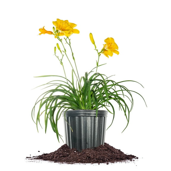 Perfect Plants Stella De Oro Daylily 1 Gallon