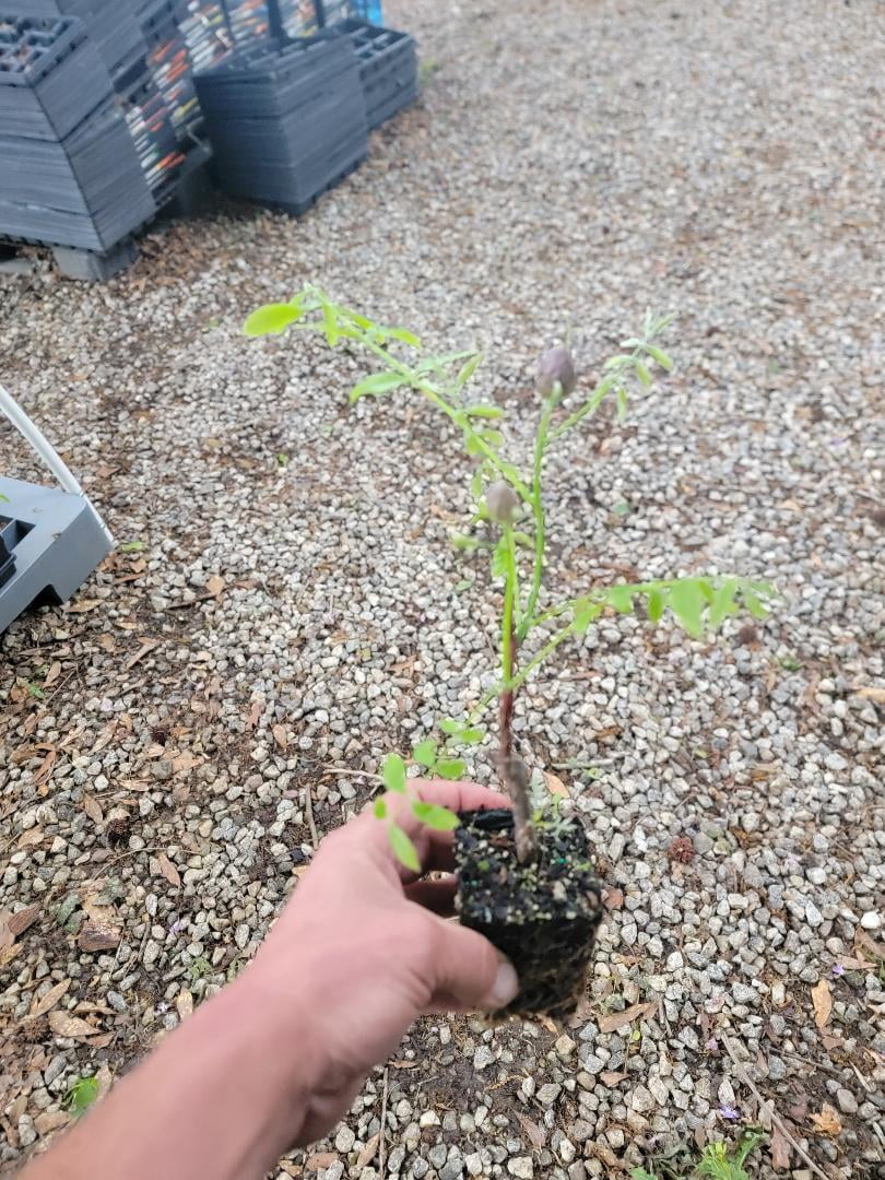( 1 ) - Amethyst Falls Wisteria Vine - Starter Plant ( 5L ) ( 1 live plant )