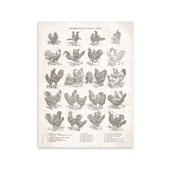 Off-White and Gray Chicken Chart Adult French Country Decor; 1 - 12" x 16" Unframed Poster