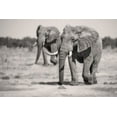 thumbnail image 2 of Catta, Alessandro 18x13 White Modern Wood Framed Museum Art Print Titled - Twin Elephants, 2 of 4