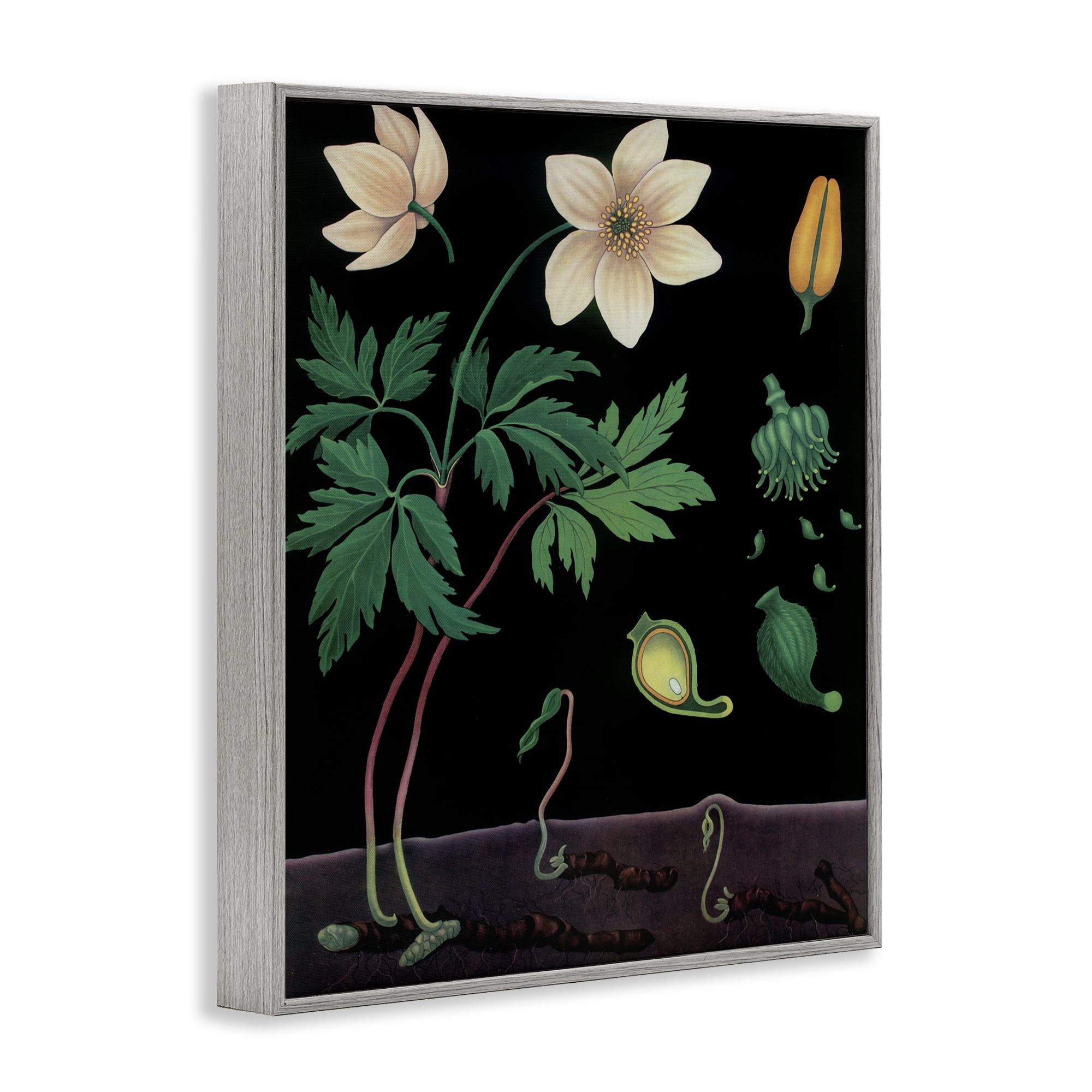 Stupell Industries Sprouting Wildflower Illustrations Gray Framed Giclee Art, design by Vintage Hustle
