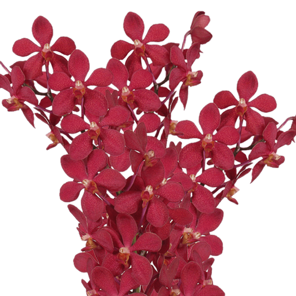 20 Red Ruby Mokara Orchid Flowers- Beautiful Fresh Cut Flowers- Express