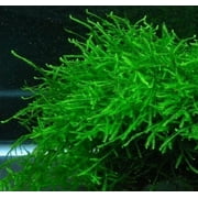 Java Moss Aquarium Live Aquatic Plants