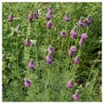 thumbnail image 4 of Everwilde Farms - 2000 Purple Prairie Clover Native Wildflower Seeds - Gold Vault Jumbo Bulk Seed Packet, 4 of 5