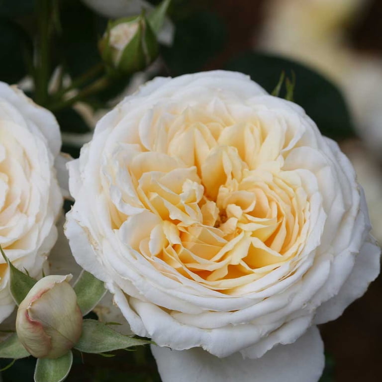 Heirloom Roses - Cream Abundance English Legend Rose Plant - Live Rose Plant For Outdoor Garden